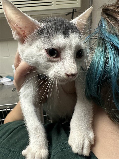A188678 - Domestic Short Hair available for adoption