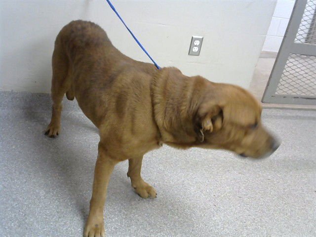 WAFFLE - Labrador Retriever available for adoption