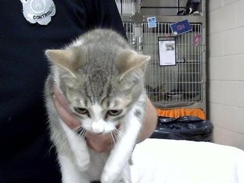 A186732 - Domestic Short Hair available for adoption