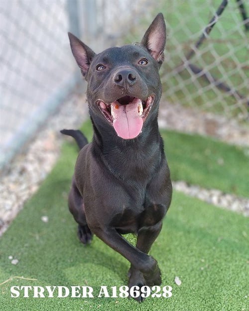 STRYDER - American Pit Bull Terrier / Belgian Shepherd Malinois available for adoption