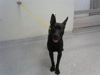STRYDER - Photo 1
