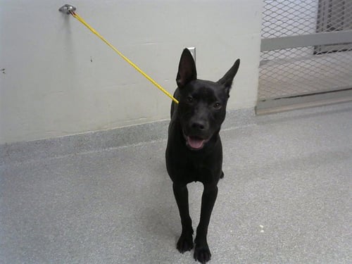 STRYDER - German Shepherd Dog available for adoption