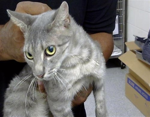CORA - Domestic Short Hair for adoption in Pasadena