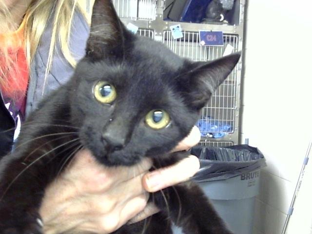 JINGLE - Domestic Short Hair available for adoption