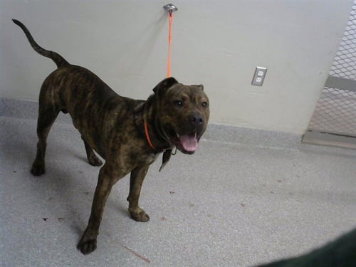 BOWZER - American Pit Bull Terrier available for adoption