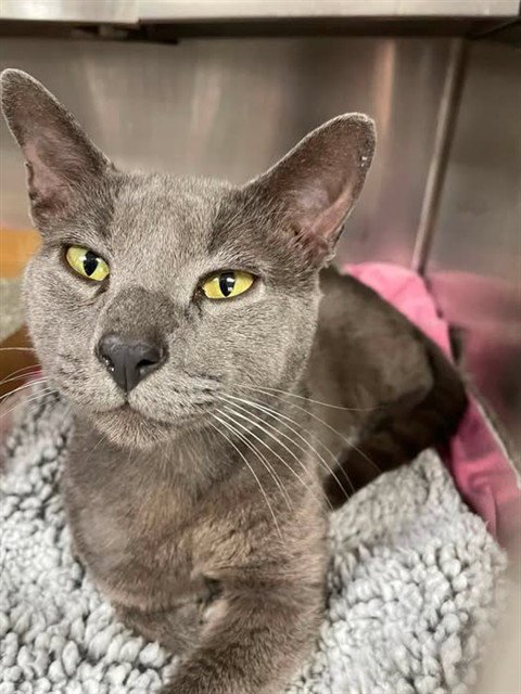A186777 - Domestic Short Hair available for adoption
