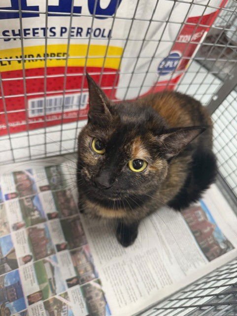 KISMET - Domestic Short Hair available for adoption