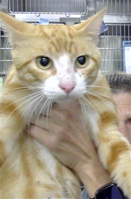 A186876 - Domestic Short Hair available for adoption