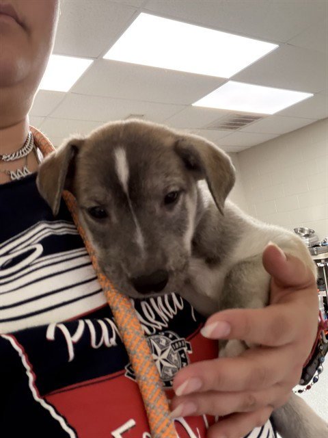 A187958 - Siberian Husky available for adoption