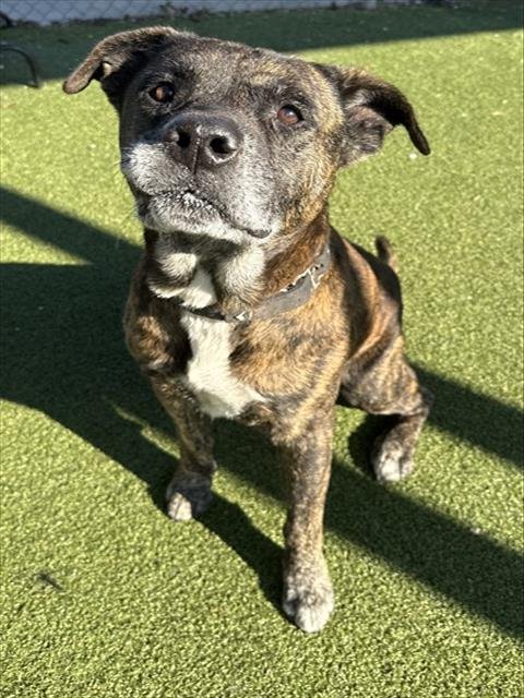 ARTHUR - Staffordshire Bull Terrier available for adoption