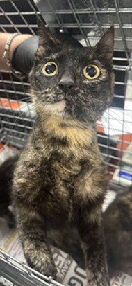 CHILI - Domestic Short Hair available for adoption