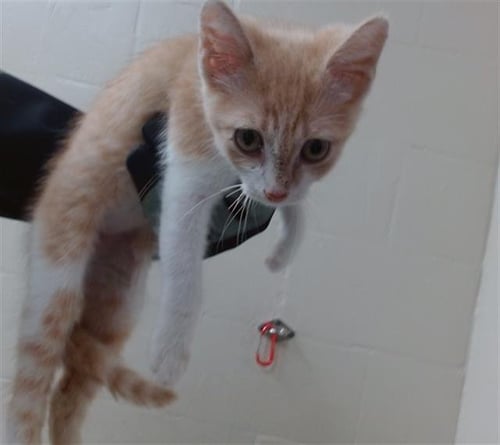 A185131 - Domestic Short Hair available for adoption