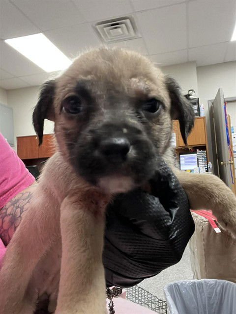 A182654 - Cairn Terrier available for adoption