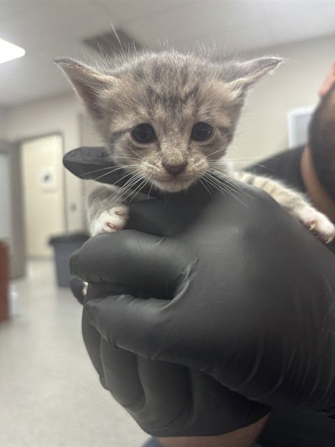 A183100 - Domestic Short Hair available for adoption