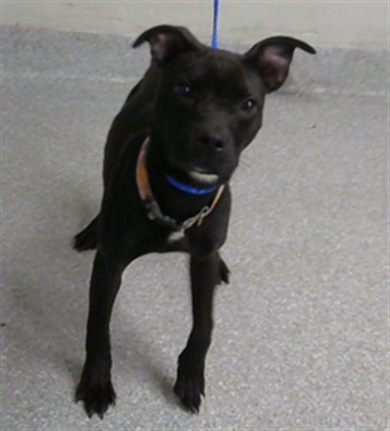 YETI - Staffordshire Bull Terrier available for adoption