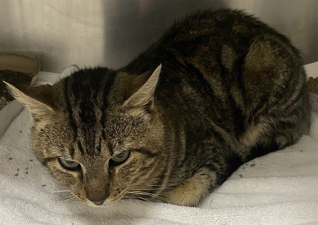 OLLIE - Domestic Short Hair available for adoption