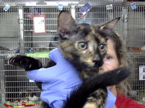 A188667 - Domestic Short Hair available for adoption
