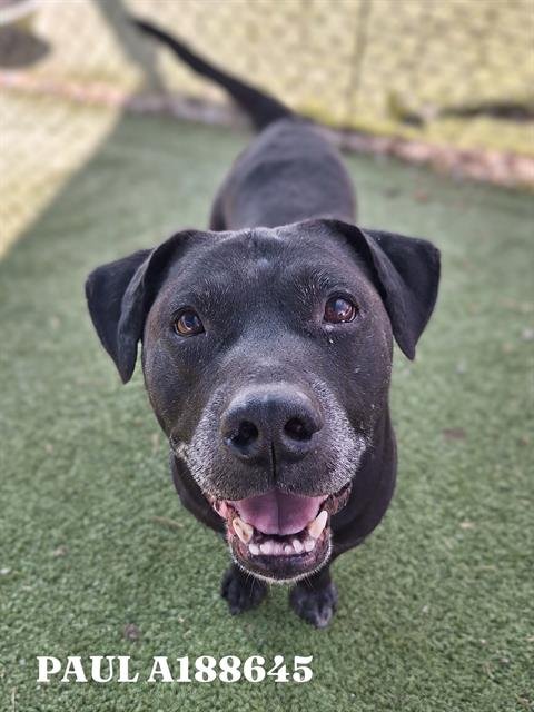 PAUL - Labrador Retriever available for adoption