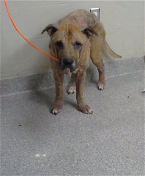 ROGER - Labrador Retriever available for adoption