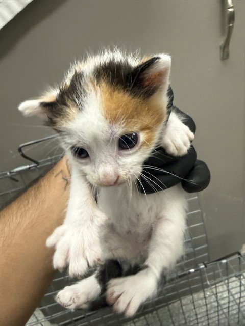 A186600 - Domestic Short Hair available for adoption