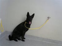 MAYA - Photo 1
