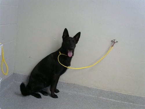 MAYA - German Shepherd Dog available for adoption