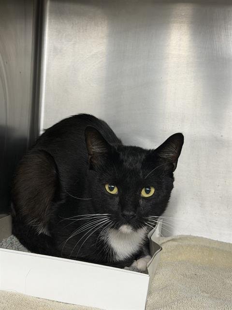 SCOTTY - Domestic Short Hair for adoption in Pearland