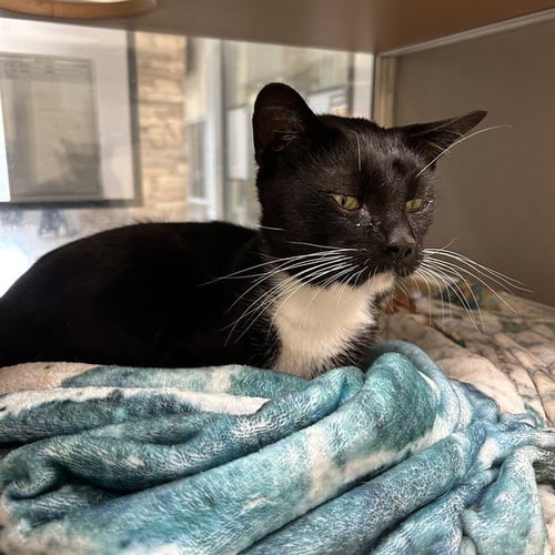 SCOTTY - Domestic Short Hair for adoption in Pasadena