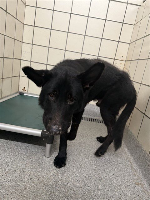 A187310 - German Shepherd Dog available for adoption