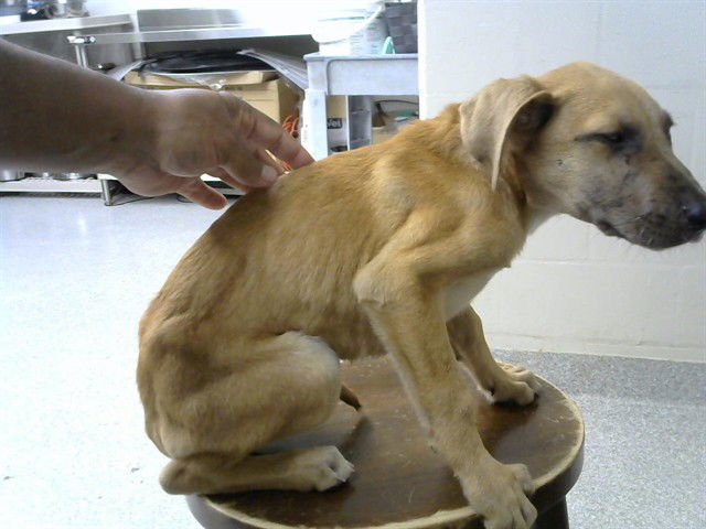 A182818 - Labrador Retriever available for adoption