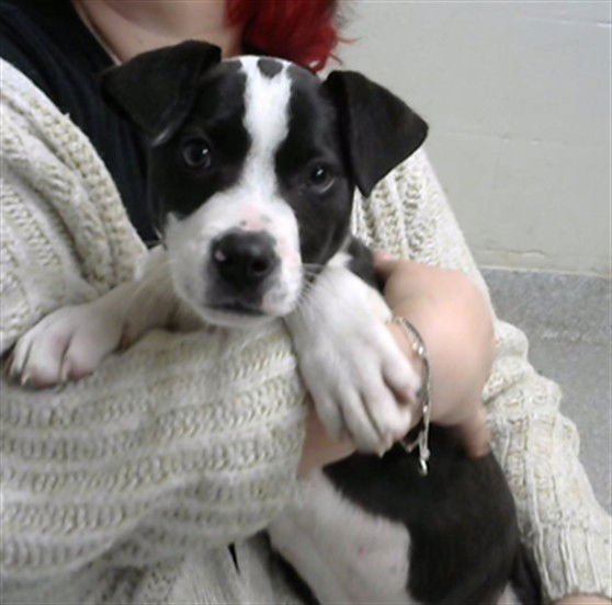 WILBUR - American Pit Bull Terrier available for adoption