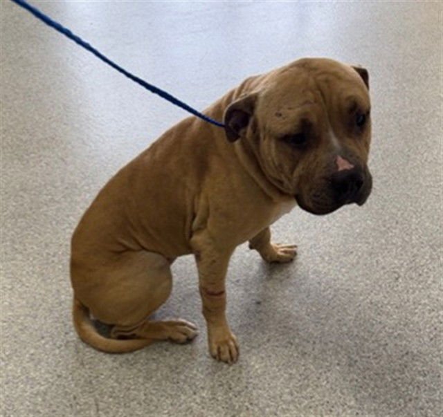 LUCAS LOVES PEANUT BUTTER - Mastiff available for adoption