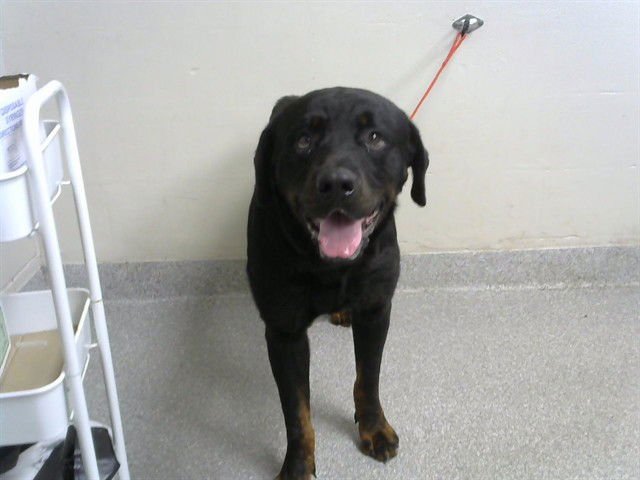 TITAN - Rottweiler available for adoption