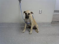 BUDDY - Photo 1