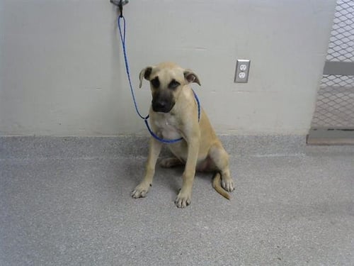 BUDDY - Black Mouth Cur available for adoption