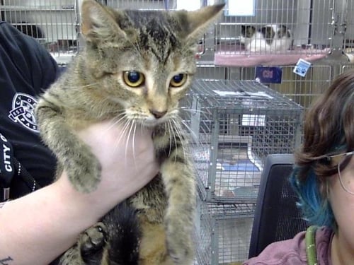 A188237 - Domestic Short Hair available for adoption