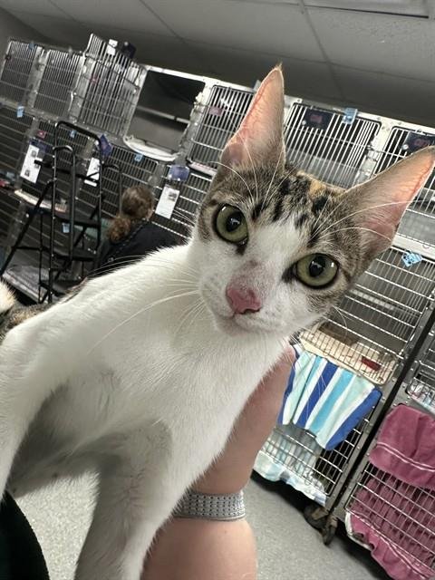 A188156 - Domestic Short Hair available for adoption