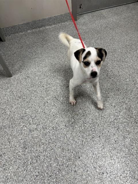 A184236 - Chihuahua available for adoption