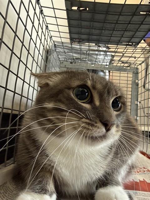 LUNA - Domestic Short Hair available for adoption