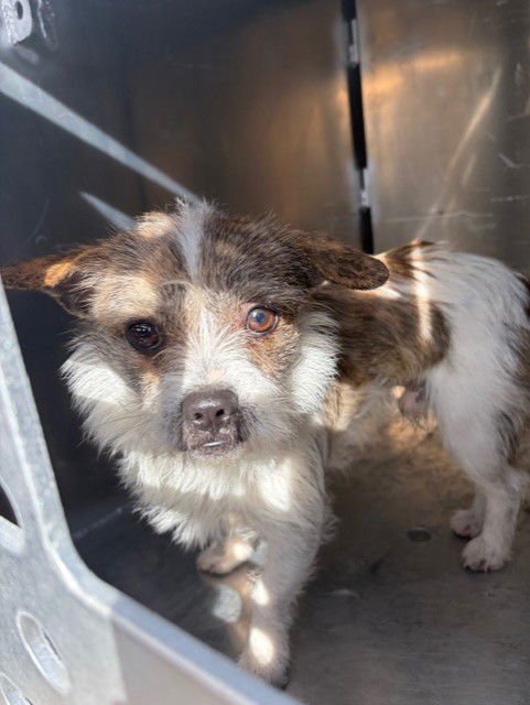 TIMMY - Brussels Griffon available for adoption