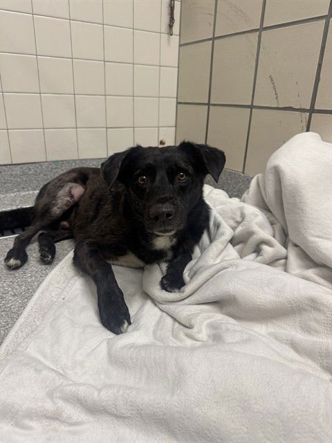 LOKI - Australian Shepherd available for adoption