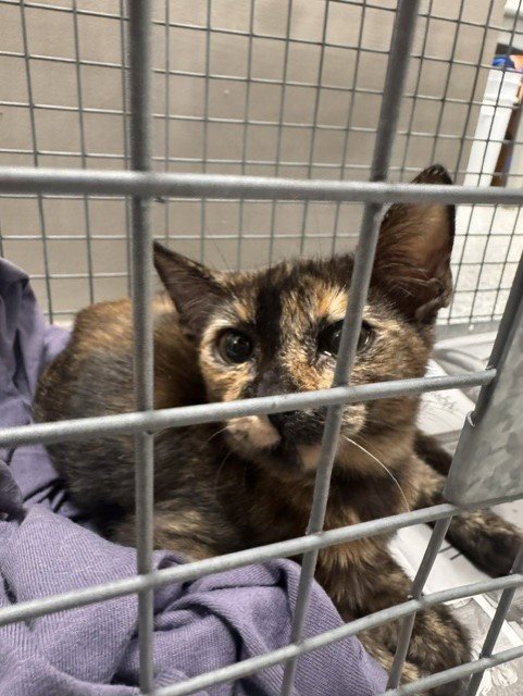 A187348 - Domestic Short Hair available for adoption
