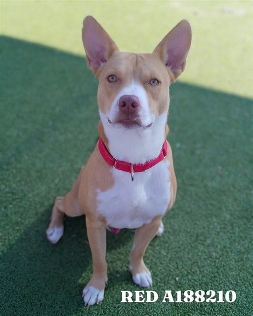 RED - American Staffordshire Terrier available for adoption