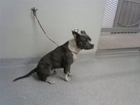 BRUCE - Photo 1