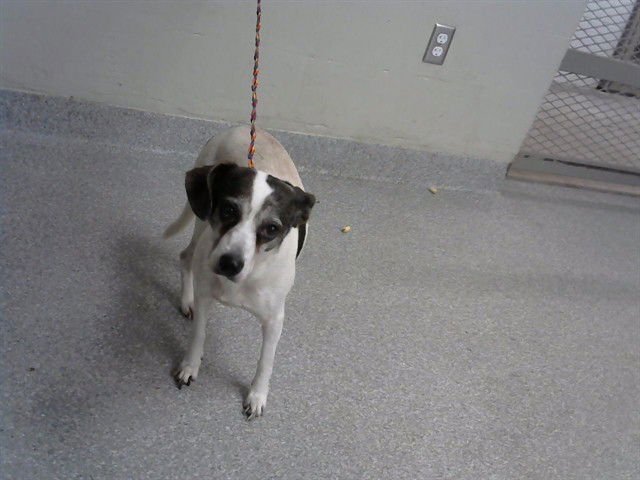 ETHEL - Jack Russell Terrier (Parson Russell Terrier) available for adoption
