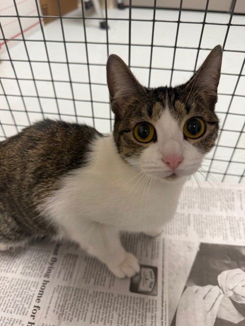 KAREN - Domestic Short Hair available for adoption