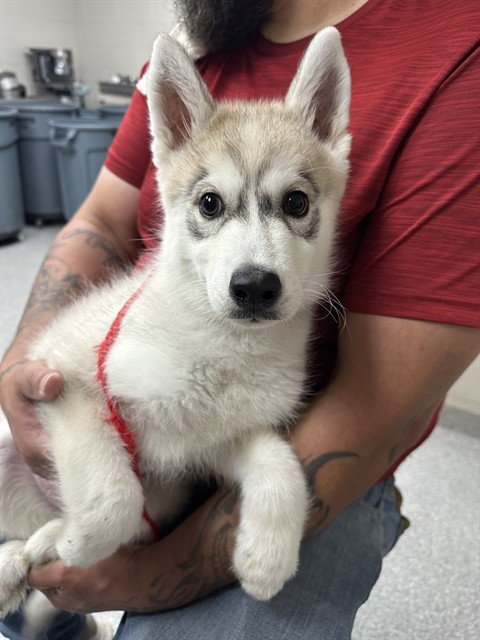 KING - Siberian Husky available for adoption