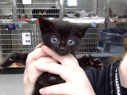 A187648 - Domestic Short Hair available for adoption