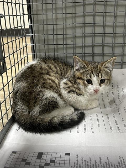 A182877 - Domestic Short Hair available for adoption