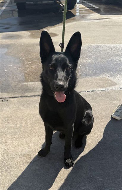 A183512 - German Shepherd Dog available for adoption